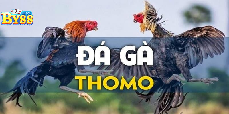 Đá Gà Thomo – Cơ Hội Kiếm Tiền Hấp Dẫn Ngay Tại By88
