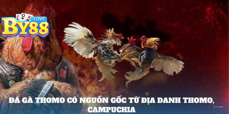 Đá gà Thomo có nguồn gốc từ địa danh Thomo, Campuchia