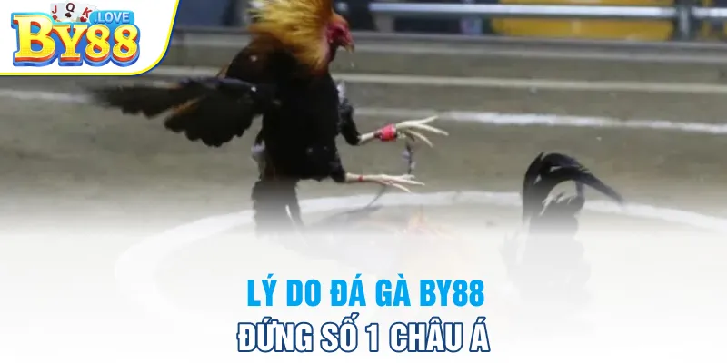 Lý do đá gà BY88 đứng số 1 Châu Á