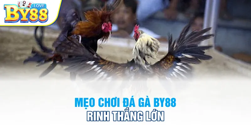 Mẹo chơi đá gà BY88 rinh thắng lớn